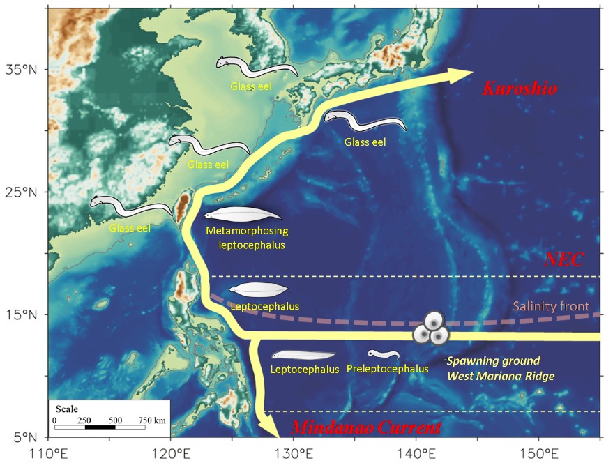 圖一：日本鰻在西北太平洋之生物地理分布圖