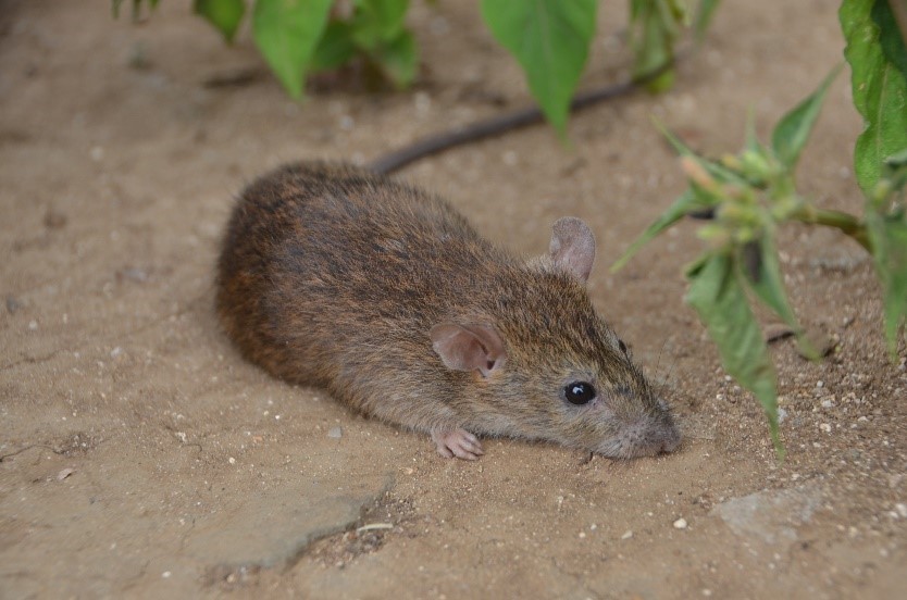Figure 1: Rattus losea, the largest species