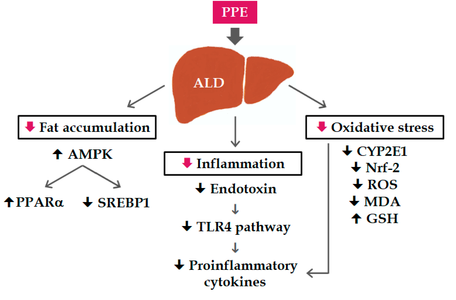Figure 1. Possible mechanisms of the hepatoprotective effects of PPE on mice with alcoholic liver disease.