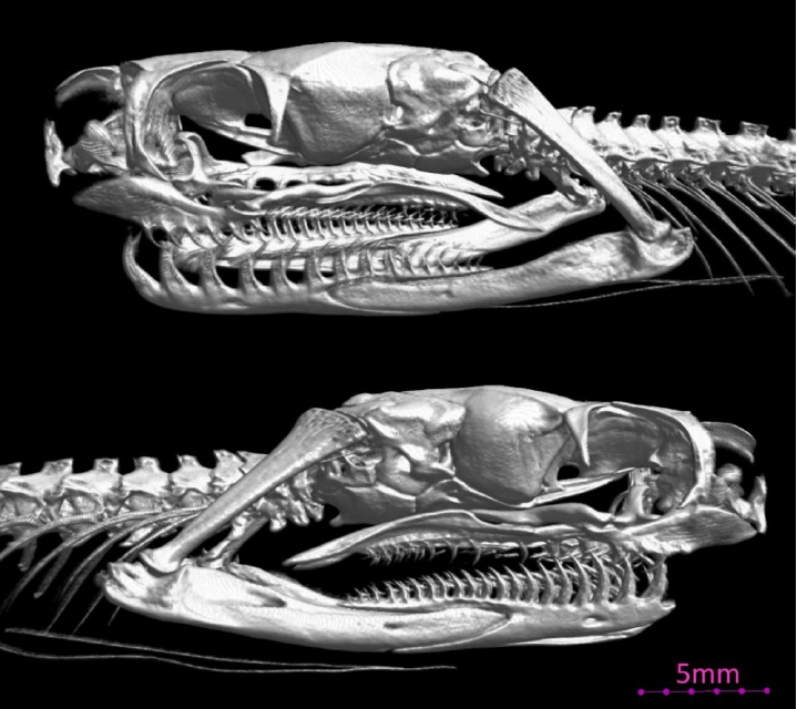 圖1：泰雅鈍頭蛇有著高度不對稱的牙齒結構。右側的牙又細又多，在覓食時用來固定蝸牛的軟組織；而左側的牙則又粗又長，用來將蝸牛的肉勾出螺殼。