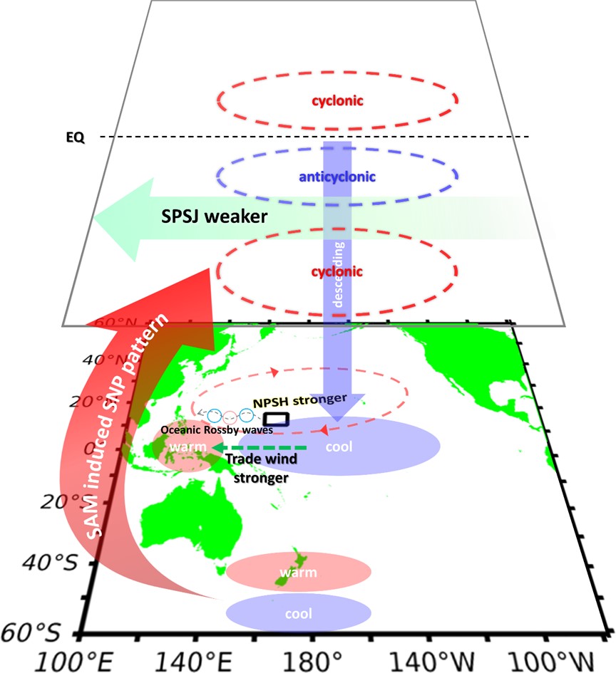 圖 1.大西洋、南太平洋和北太平洋之間的聯繫示意圖。1995年後，正相位的SAM（Southern Annular Mode）有利於正的南太平洋雙偶極海表面溫度模態（Southern Pacific SST Dipole，SPD）。SPD的變異引發了南太平洋副熱帶噴流（Southern Pacific Subtropical Jet）的減弱以及正的南-北太平洋遙相關型態（South–North Pacific teleconnection pattern，SNP）之波列，其中在熱帶中太平洋上空出現異常的下沉運動，從而增強了西太平洋的海面東風。東風將熱帶西太平洋的暖水積聚到西部的暖池中，然後導致東印度洋和馬來群島地區的暖海溫。增加的海表溫度梯度進一步增強了太平洋信風和相關的北太平洋副熱帶高壓。紅色和藍色橢圓表示SNP遙相關型態。黑色框表示C-BOX區域。
