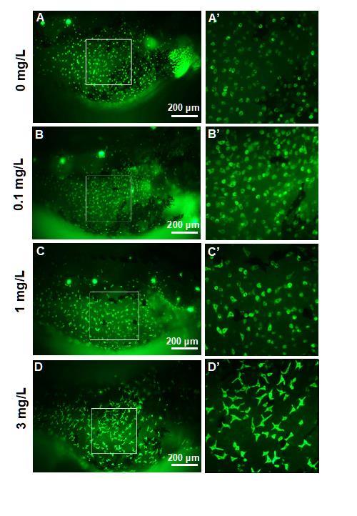 圖二：離子細胞數量及外觀受奈米銀毒性影響。