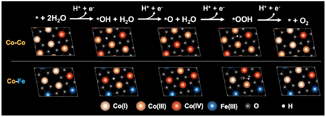 Figure 3: Schematic diagram of the reaction path of water oxidation on the surface of cobalt and iron-cobalt composite electrodes.