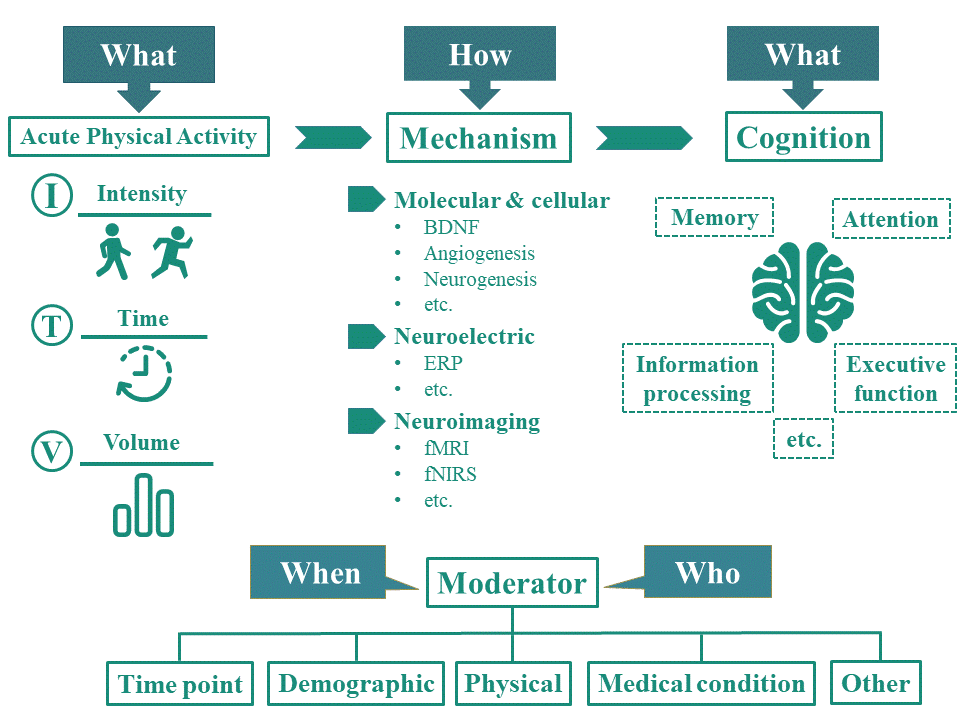 Figure 1: Chang’s research team proposed a research model for acute exercise and brain cognitive function, as well as specific directions for follow-up research for international researchers.