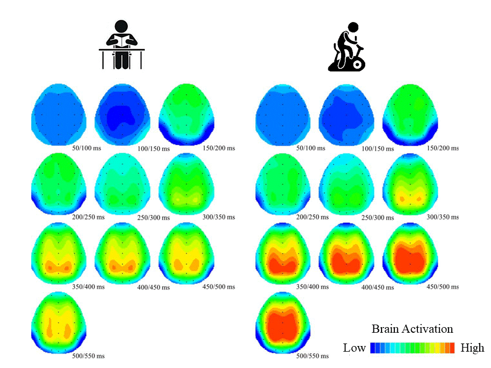Figure 2: The research team found that, compared to the control situation, acute exercise could induce greater brain activation, meaning that the benefits of acute moderate-intensity exercise may be related to increased brain attention, nerve resource allocation, and conflict detection. Modified from Psychophysiology
