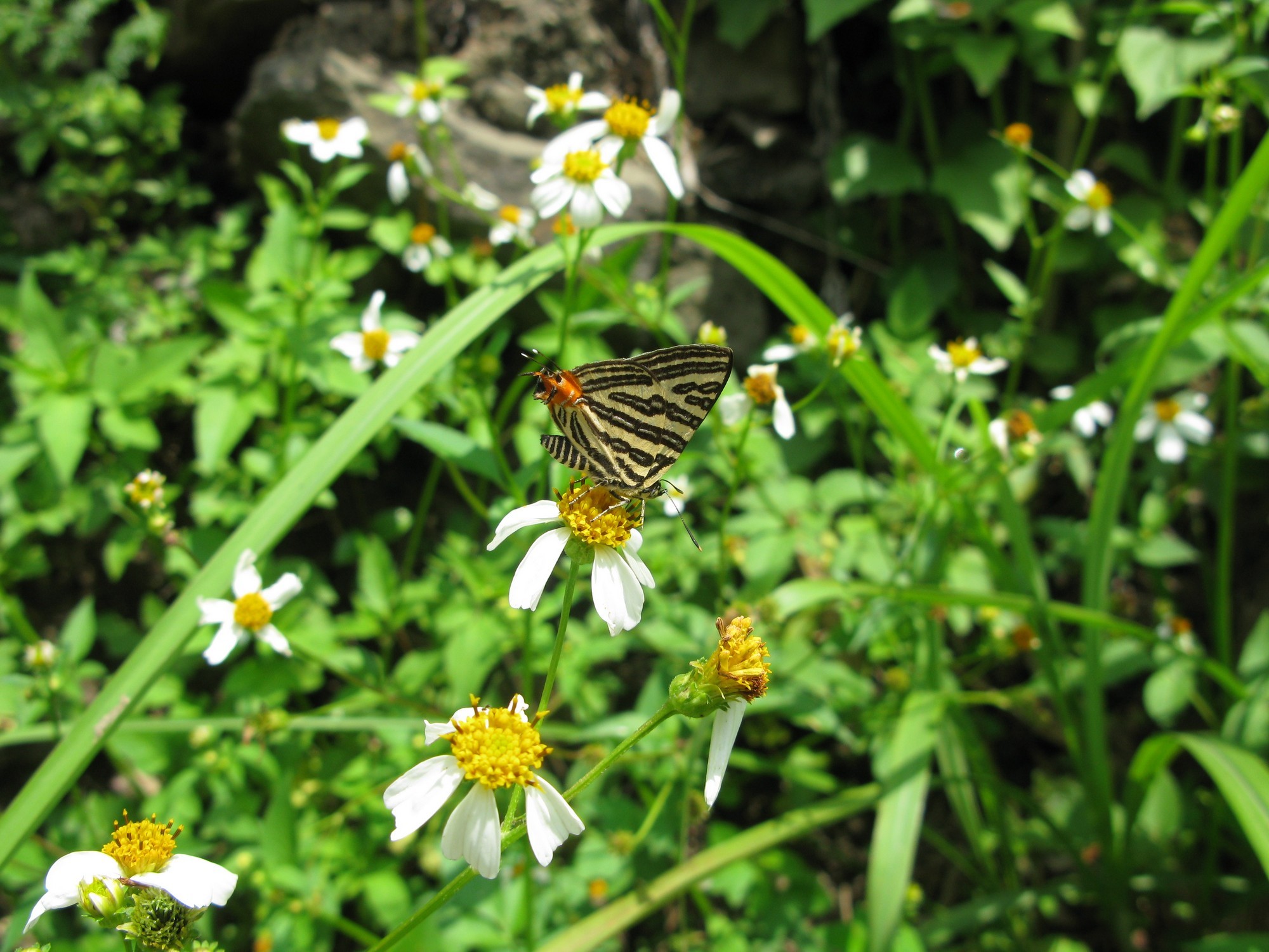 圖一：虎灰蝶的成蝶生態照