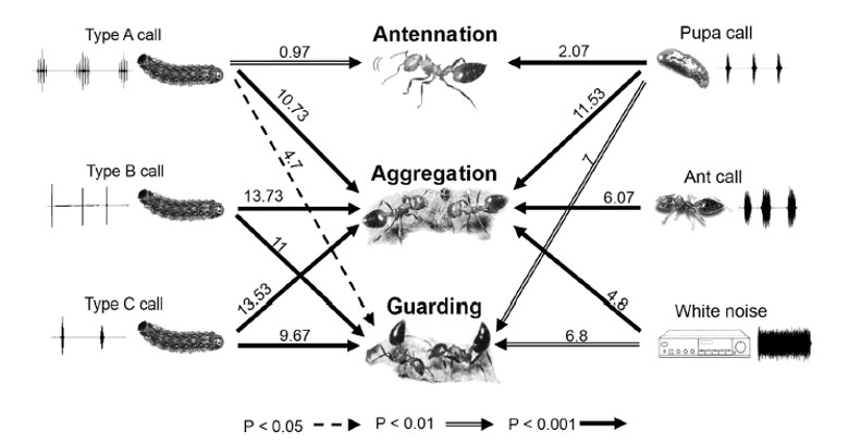 圖三：虎灰蝶幼蟲與懸巢舉尾蟻的聲音溝通關係圖