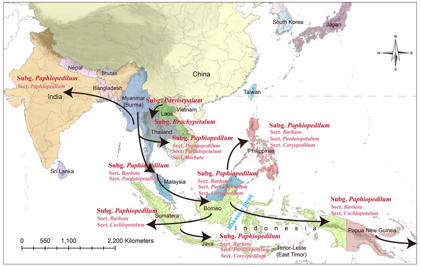 圖一：亞洲的兜蘭從中國西南和東南亞起源，再沿著古巽他大陸擴張。