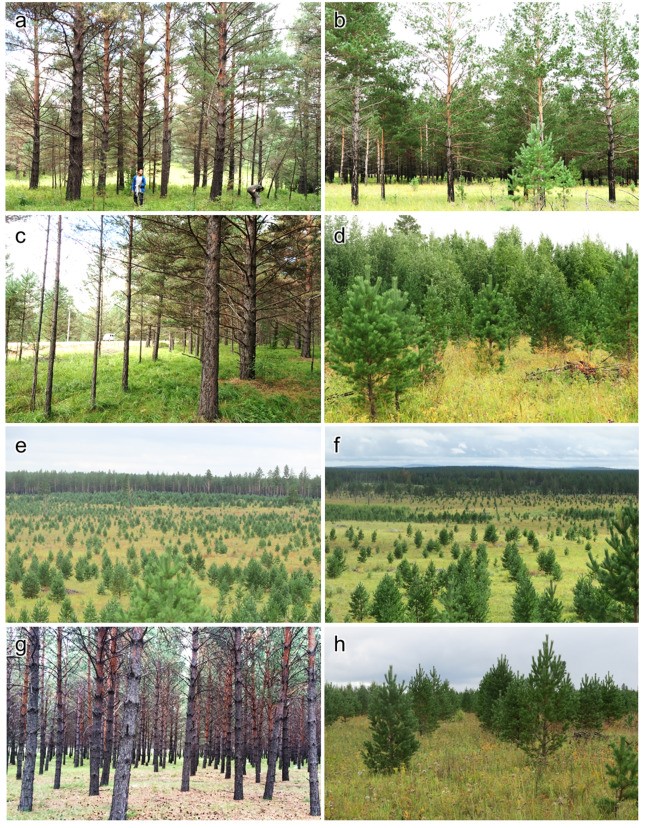 圖1：不同類型的樟子松森林。(a-d) 樟子松天然林；(ef) 利用天然苗木栽培的人工林；(gh) 人為播種苗木栽培的人工林。credit: Wu et al. 2020