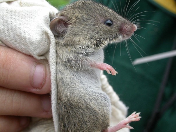 圖2：體型最小的田鼷鼠