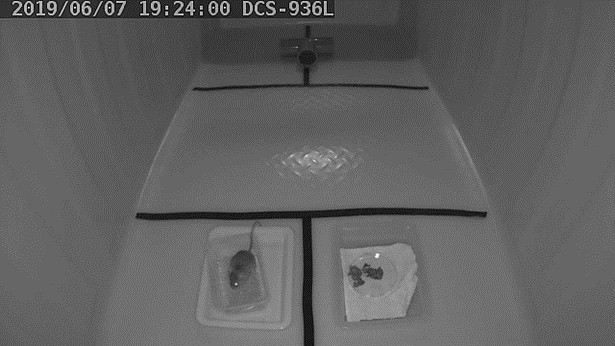 圖3：行為觀察箱，左下方顯示老鼠正在食物盤上取食，右下方則是石虎糞便