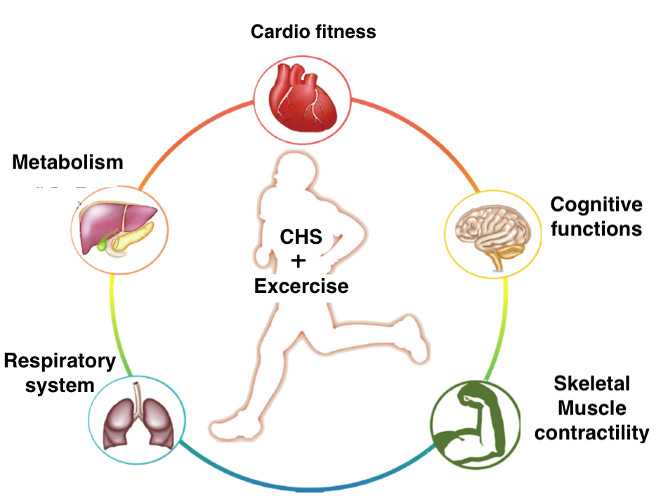 Figure 2: Chinese herbal supplements can effectively improve cardiovascular, metabolic, respiratory, and cognitive functions. 