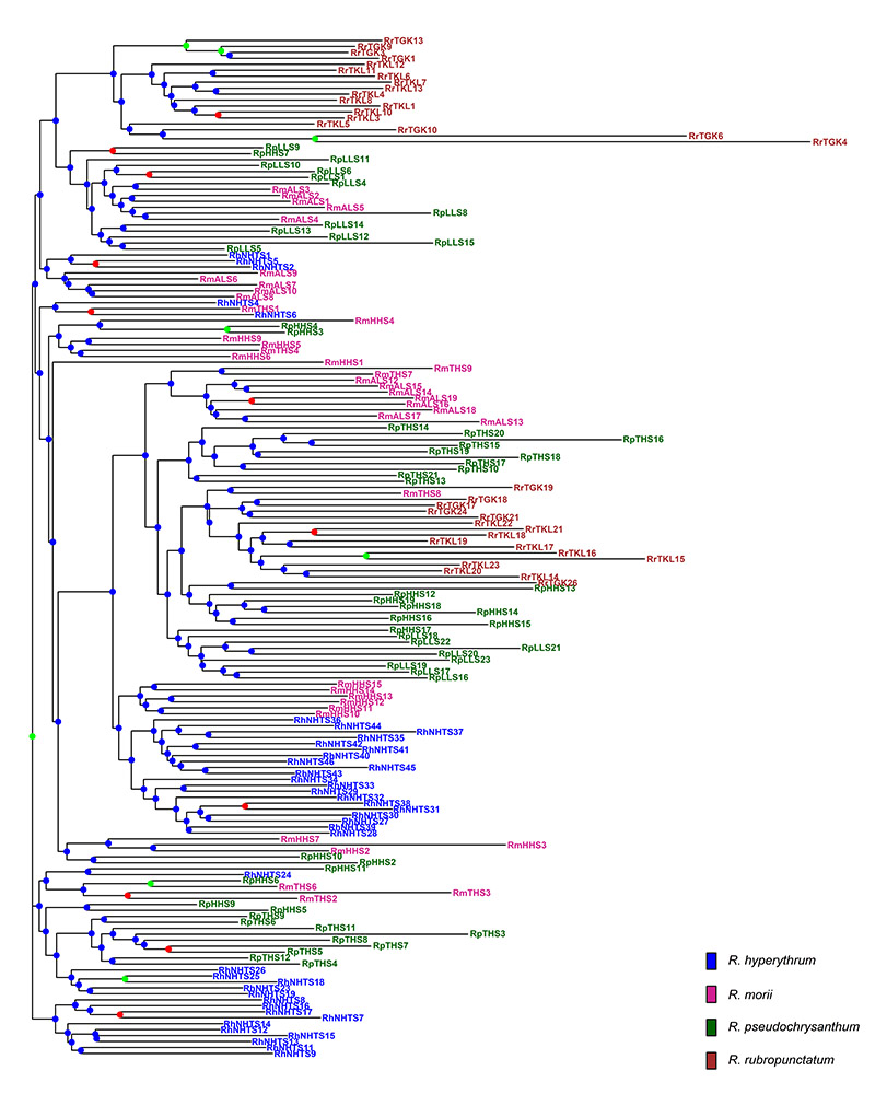 圖二：玉山杜鵑複合群四個種共171個單株遺傳變異的親緣關係圖
