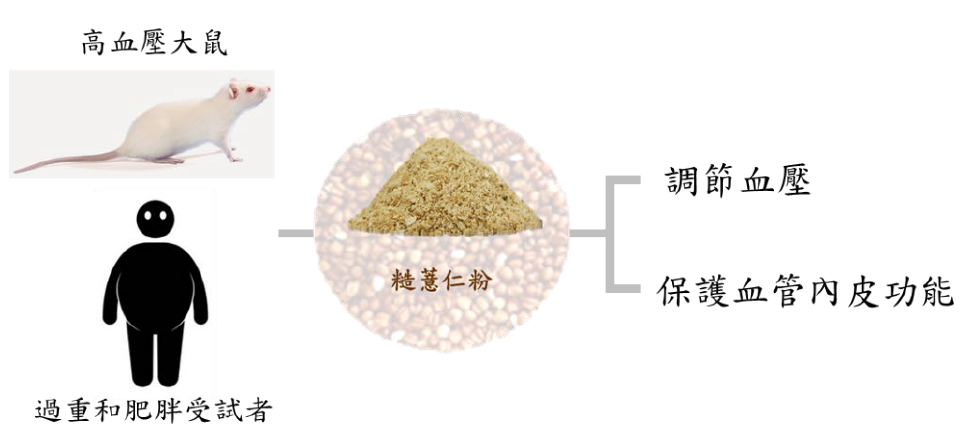 圖1：糙薏仁為臺灣在地的全榖雜糧作物，每日膳食攝取糙薏仁具有調解血壓和血管保健的作用。