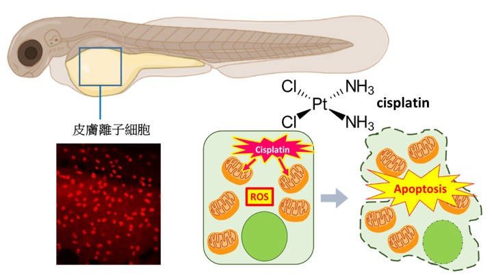 圖說：斑馬魚胚胎離子細胞(ionocyte)為富含粒線體的細胞，功能與人類腎臟細胞類似。在順鉑的作用下，細胞內粒線體會受損，活性氧(ROS)增加，進而導致細胞凋亡(apoptosis)。