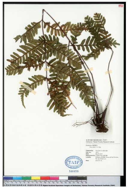 圖1：Pteris faba之標本，採於菲律賓，目前存放在林業試驗所標本館(TAIF)。