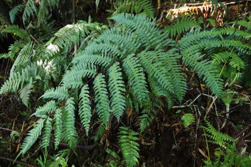 圖2：Pteris rubella於索羅門原生地 (陳正為攝影)。