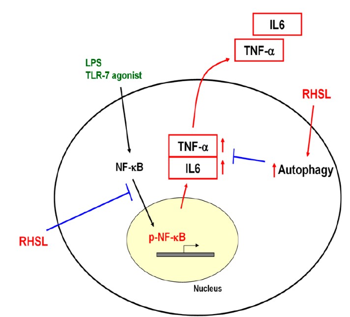 圖1：RHSL在TLR-7訊號路徑中的可能作用機制