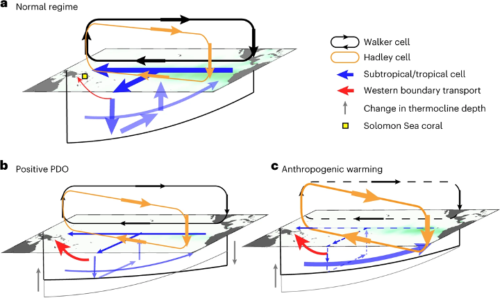 圖a：平常氣候狀態下的沃克環流（黑色）、哈德里環流（橘色）、副熱帶—熱帶翻轉流（藍色）、赤道潛流（藍色傾斜箭頭）、西邊界流（紅色）間的耦合過程，並以黑色細線表示赤道太平洋溫躍層的東西向傾斜程度。圖b：氣候狀態處於太平洋年代際震盪正相位時期的耦合過程，沃克環流、副熱帶—熱帶翻轉流減弱，西邊界流增強，赤道太平洋溫躍層平緩。圖c：人為暖化影響下的氣候狀態對耦合過程的影響，沃克環流、副熱帶—熱帶翻轉流的減弱，待未來進一步研究，而哈德里環流往南擴增，西邊界流、赤道潛流增強，赤道太平洋溫躍層平緩。